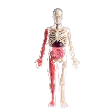 A set for experiments on the anatomy "body structure", glows in the dark, with soft organs-10
