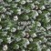Package paper "spruce", gloss, 80 g/m2, 70 x 100 cm
