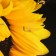 Open "sunflower" 5 hooks, 23x32 cm