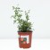 Rose groundcover miniature Orinj, C3.5 pot, H15-25, 1 pc, summer 2024