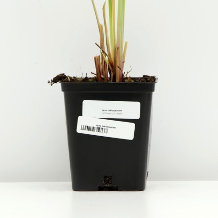 Iris Siberian, P9 pot, 1 pc, spring 2024-3