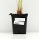 Iris Siberian, P9 pot, 1 pc, spring 2024
