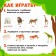 Developing set of figures for children "Wild Animals" with cards, according to the methodology of Doman