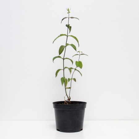 Flox blizzard Blue Paradise, C2 pot, H10-50 height, 1 pc, summer 2024-1