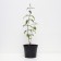 Flox blizzard Blue Paradise, C2 pot, H10-50 height, 1 pc, summer 2024