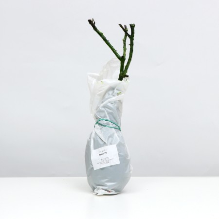 Cabilet Rosa seedling, 1pc, spring 2024-2