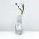 Cabilet Rosa seedling, 1pc, spring 2024