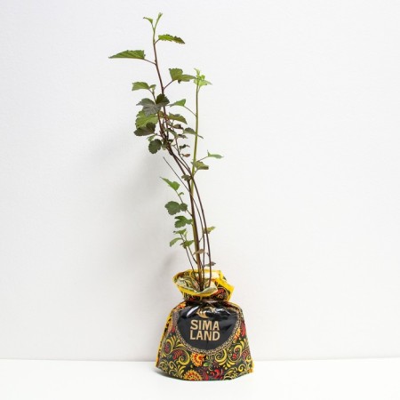 Sahenian bubbles Diabolo, pot P9, Summer 2024-1