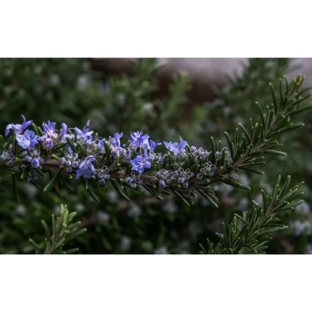 Rosemary medicinal cake Blue, C2 pot, 1 pc, summer 2024