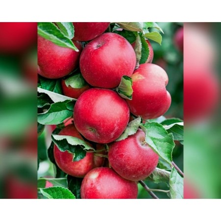 Seedling apple tree colony arbat, pot 2l., Summer 2024