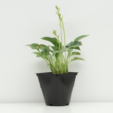 Hybrid Host "Pasifik Blue Edge", pot C3, 1 pc, spring 2024-1