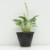 Hybrid Host "Pasifik Blue Edge", pot C3, 1 pc, spring 2024