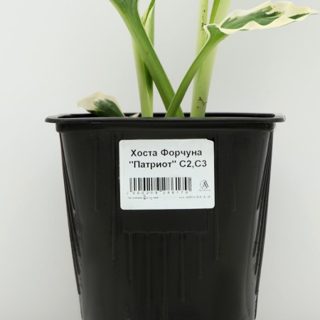 Khosta Fortuna "Patriot", pot C3, 1 pc, spring 2024-3