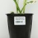 Khosta Fortuna "Patriot", pot C3, 1 pc, spring 2024