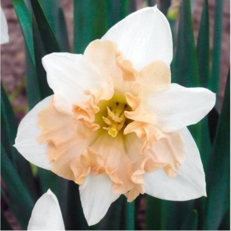 Narcissus with a split crown Gerlpauer, 12/14 rr, 5 pcs, 30 h (cm), autumn 2024