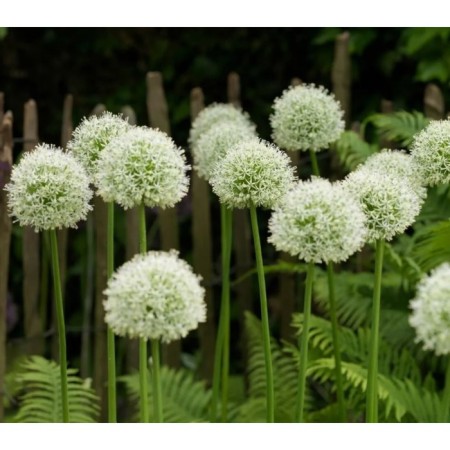 Onion decorative stem scanty Jain, 18/20 rr, 1 pc, 100 h (cm), autumn 2024