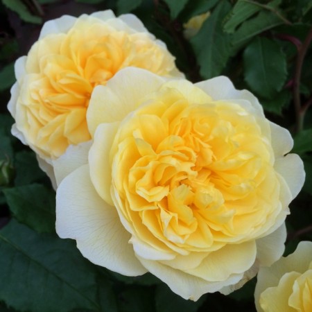 Seedling rose "poets Weifa", tube, spring 2025