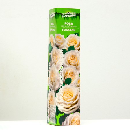 Pascal Rosa seedling, spring 2024, 1 pc.-1