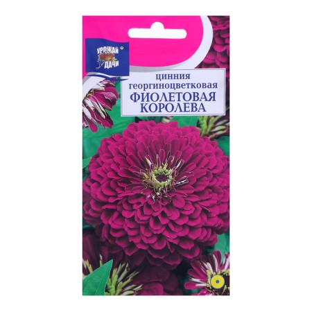 Seeds of Tsinnia flowers Georgin. "Violet Queen", 0.3 gr