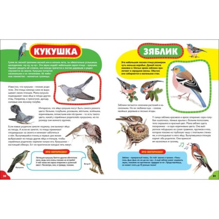 Birds for the smallest-4