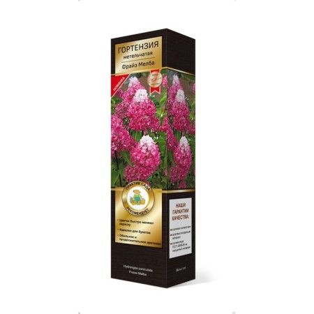 Hydrangea blizzard suite "Frez Melba" 1 pc, tube, spring 2025-2