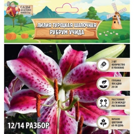 Lilia Turkish caps "Spec.var. Rubrum Uchida", river 12/14, 2 pcs, spring 2024