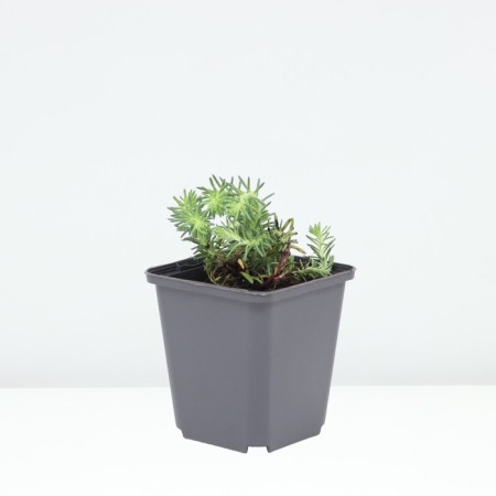 Sedum (Clean) Eleans, P9 Pot, 1 pc, summer 2024-1