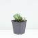 Sedum (Clean) Eleans, P9 Pot, 1 pc, summer 2024