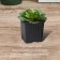 Pot for seedlings, 210 ml, d = 7 cm, h = 6.5 cm, black, in the set 5 pcs., Greengo