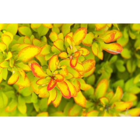 Sahenian Barberis Tunberg "Limoncello (Syn. Bailerin)", P9 pot, summer 2024