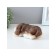 Figure "Dog Sleeps" 18x9x8cm