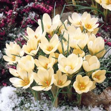 Crocus Botanical CRIM BUTI, 5+ rr, 10 pcs, 10 h (cm), autumn 2024