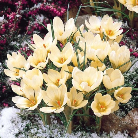 Crocus Botanical CRIM BUTI, 5+ rr, 10 pcs, 10 h (cm), autumn 2024