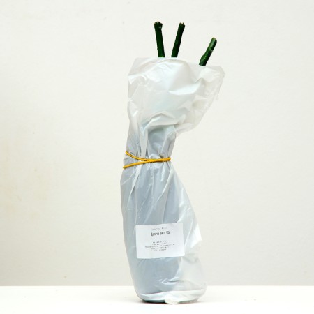 Dolce rose seedling Vita Spring 2024, 1 pc.-3