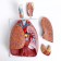 Match "Human breasts" collapsible 27*20*11cm