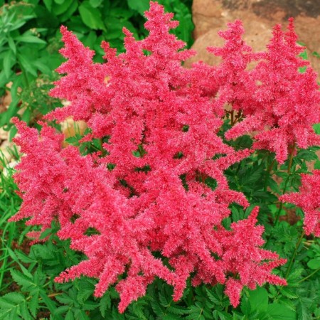 Astilba Hybrid Unique Karmin, C1.5 pot, H10-50 height, 1 pc, summer 2024