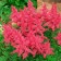 Astilba Hybrid Unique Karmin, C1.5 pot, H10-50 height, 1 pc, summer 2024