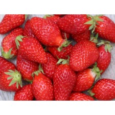 Strawberries Garden Gargouette, P9 Pot, 1 pc, summer 2024