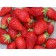 Strawberries Garden Gargouette, P9 Pot, 1 pc, summer 2024