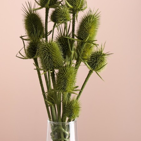 Set of dried flowers "Brush", banch 7-8 pcs, length 50 (+/- 6 cm), green-1