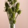 Set of dried flowers "Brush", banch 7-8 pcs, length 50 (+/- 6 cm), green