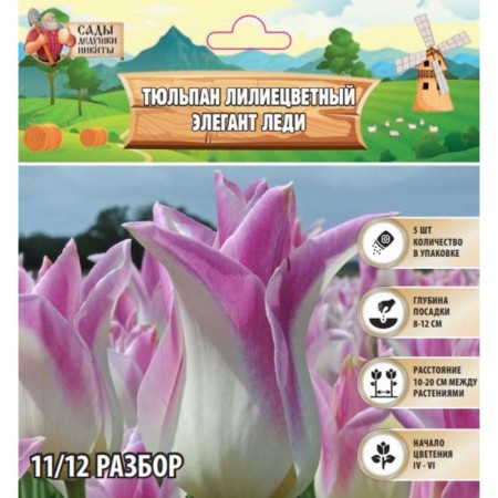 Tulip Lilian Elegant Lady, rr 11/12, 5 pcs, autumn 2024