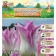 Tulip Lilian Elegant Lady, rr 11/12, 5 pcs, autumn 2024