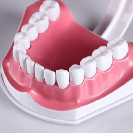 Model "Human Jaw" 12*9cm-6