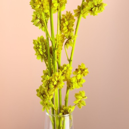 Set of dried flowers "licorice", ban 3 pcs, length 50 (+/- 6 cm), bright yellow-1