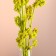 Set of dried flowers "licorice", ban 3 pcs, length 50 (+/- 6 cm), bright yellow
