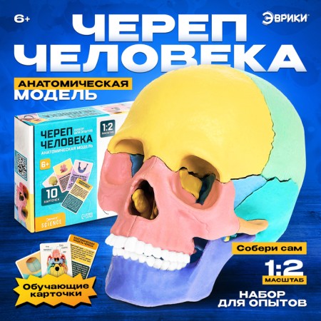 Set for experiments "Human Skull", anatomical model