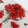 Black dinetered lunch plate "Red poppies", D = 23 cm