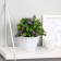 Bonsai in the pot "Ozotamnus in the foliage" 8x16 cm, mix