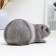 Pig a piggy bank "Guinea pig" 25x12x12cm